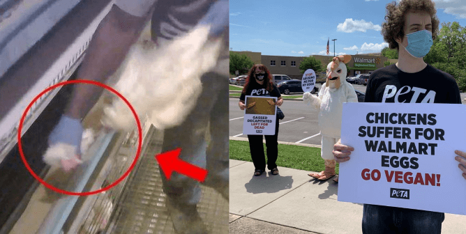 Worker rips hen's head off, PETA protest at Walmart