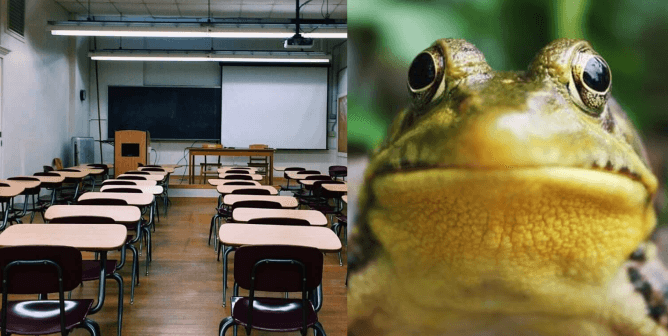 Empty classroom and frog
