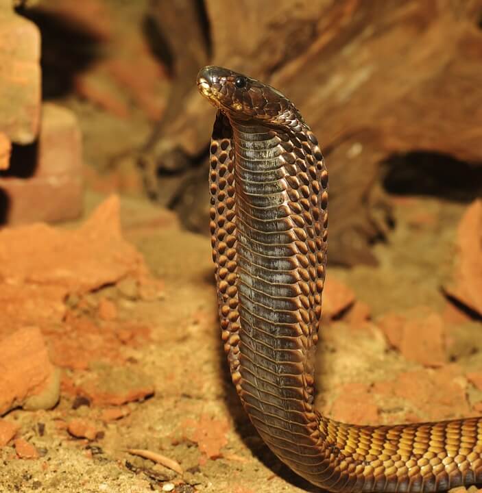 Cobra Snake