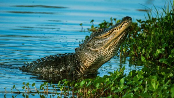 Crocodile or alligator raises head from the water