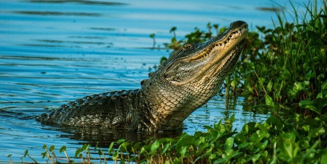 Crocodile or alligator raises head from the water