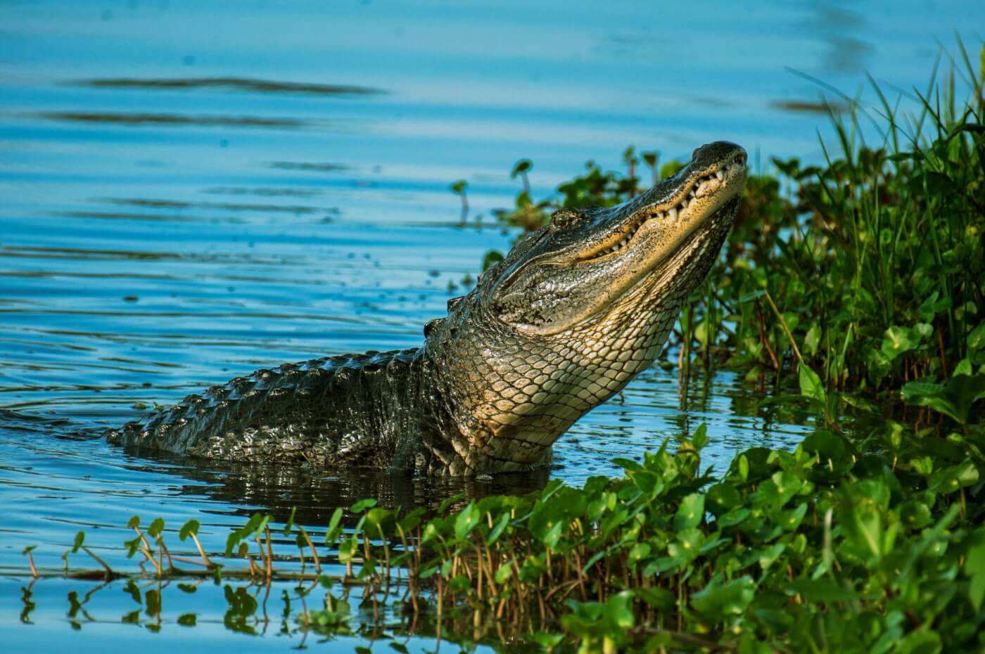 An Ethical Crocodile Handbag? - WSJ