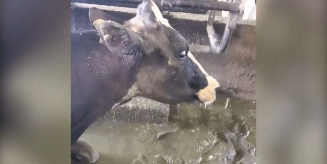 cows suffering on Canada dairy farm