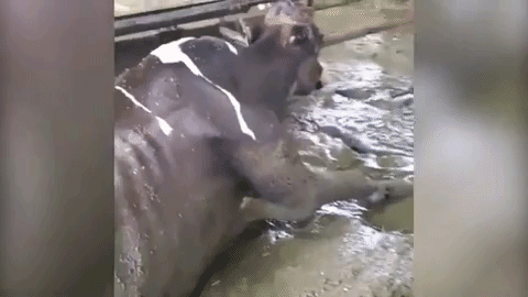 cows suffering on Canada dairy farm
