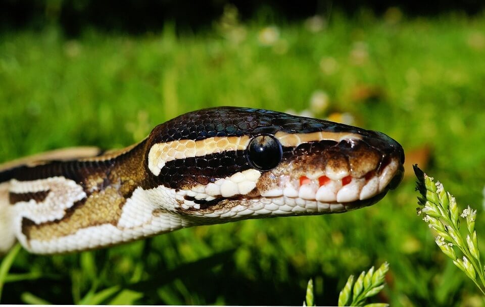 Friendly Snake