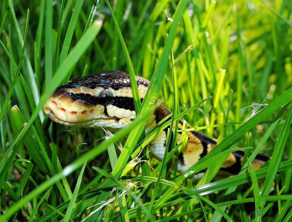 9 Freaky Facts About Snakes