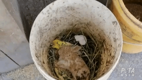 A dead rabbit and birds in a bucket at a "pet" market in China