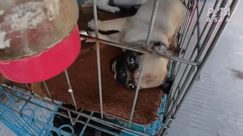 A dehydrated pug at a "pet" market in China