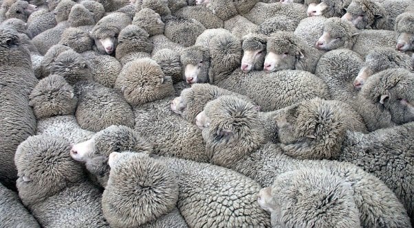 Sheep clustered in tight flock