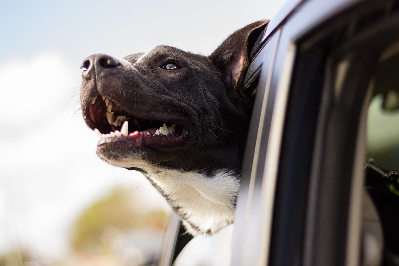 happy dog