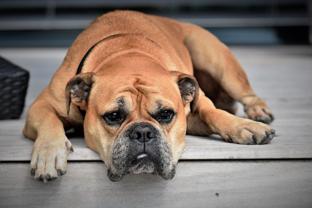 depressed dog