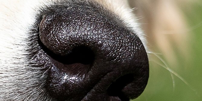 Dogs can detect Covid-19