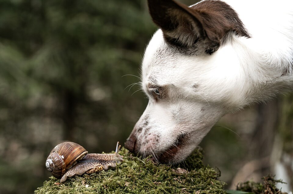 dog meets snail