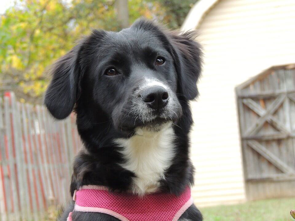 dog pondering the meaning of life