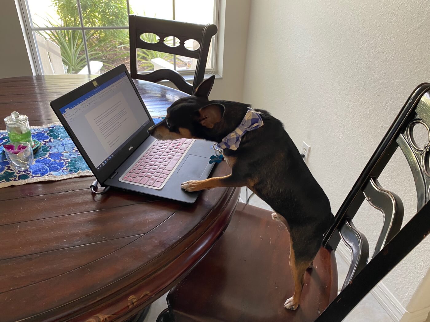 dog working on the computer
