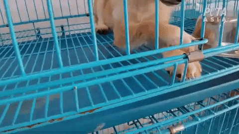 A dog with a ripped-out toenail at a "pet" market in China