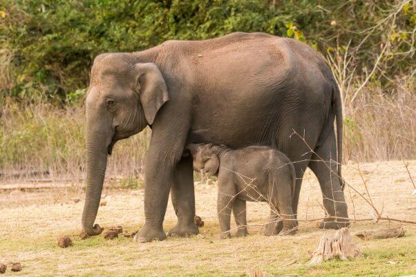 ideal weight of an elephant