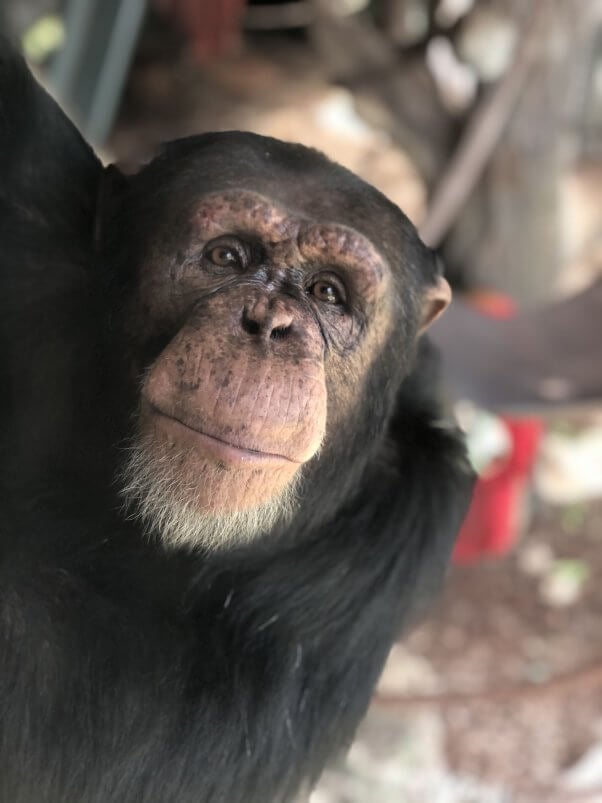 Holivude šimpanzių nebėra