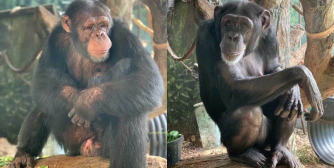 There Are No More Chimpanzees in Hollywood