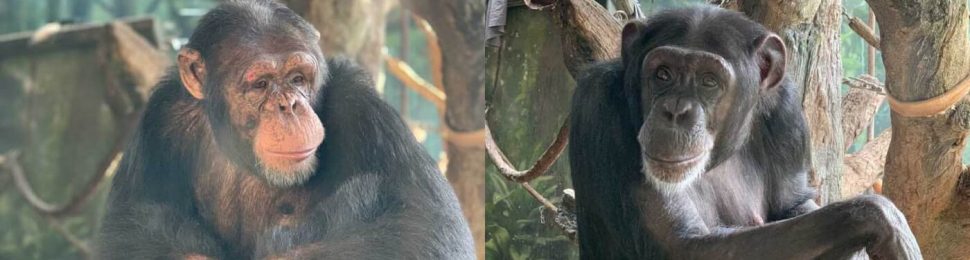There Are No More Chimpanzees in Hollywood