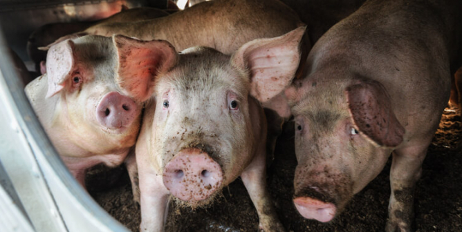 New Flu With Pandemic Potential Found in Pigs—Have We Learned Nothing?
