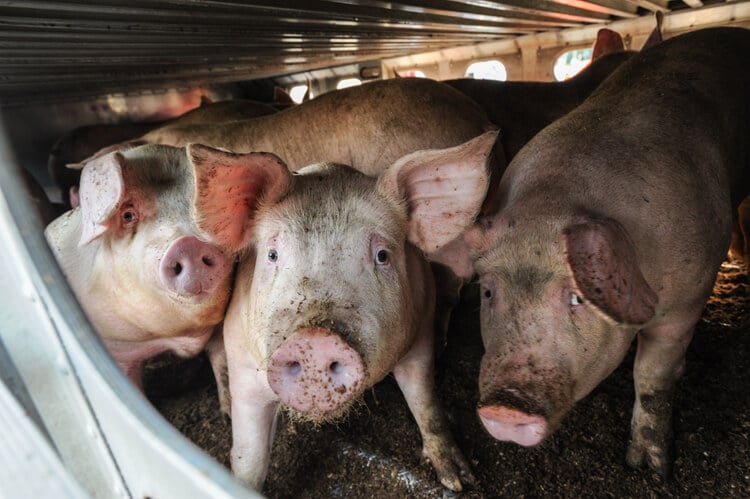 Three sad pigs look at the camera