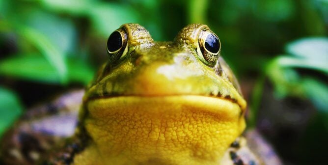 Frog with green background
