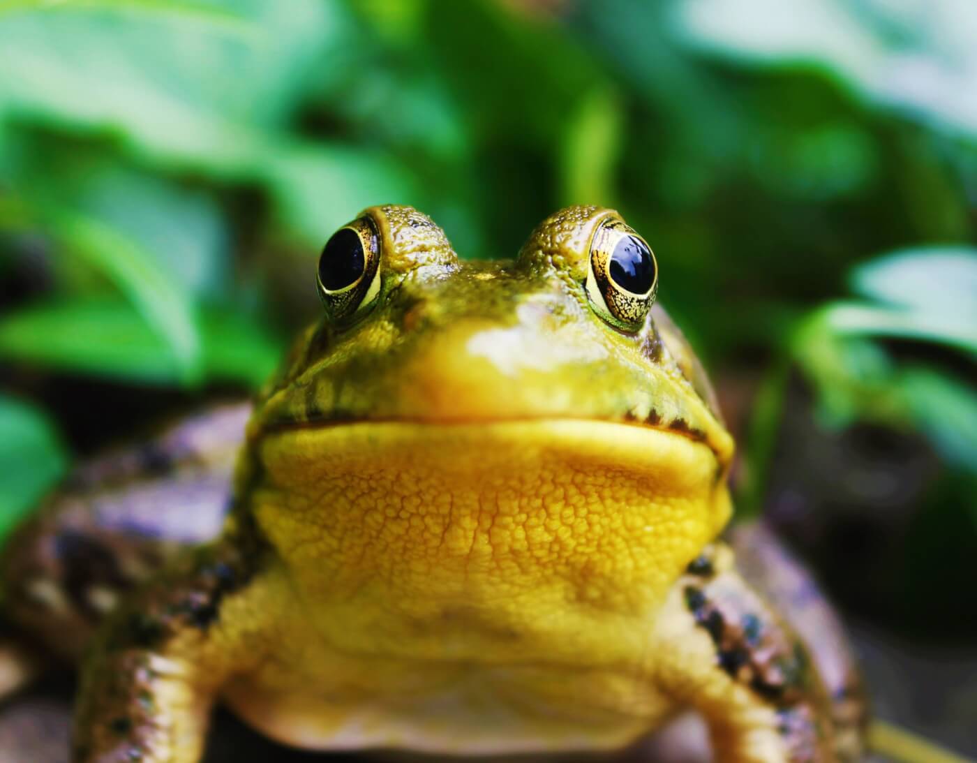 Frog with green background