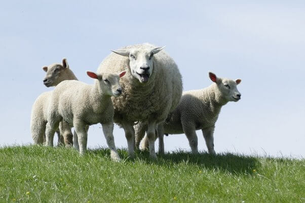 Flock of sheep gather together on hill