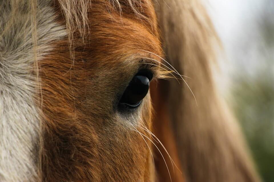 horses have the biggest eyes