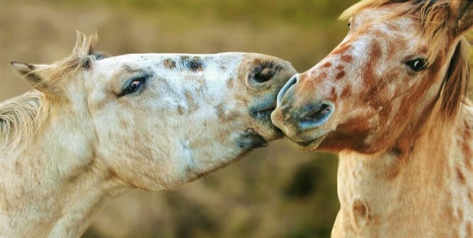 Two horses kissing gently