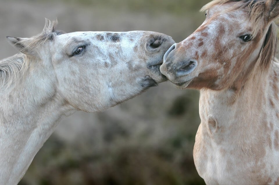 Horses in love