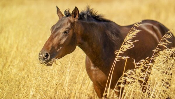 Dark brown horse in wheat field