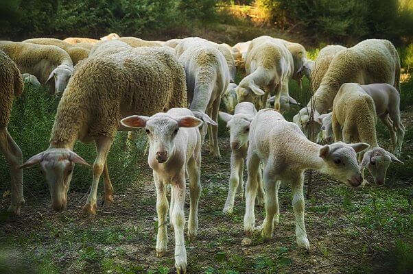 Lambs gather in front of parents in the forest