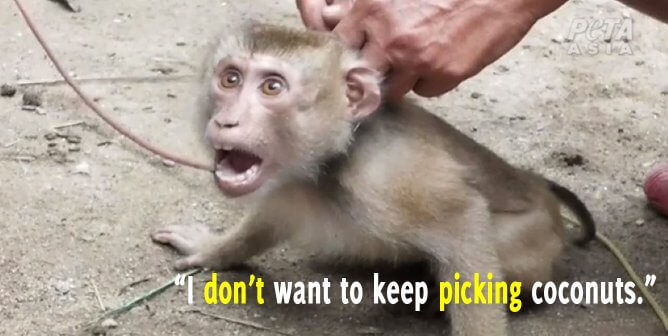Monkey being hooked to chain to climb tree for coconuts