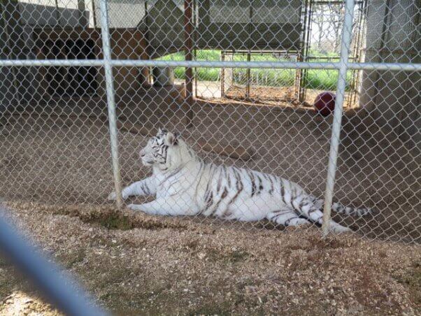 overweight tiger