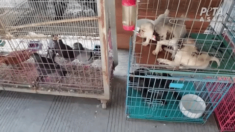Pigeons stacked next to dogs at a "pet" market in China