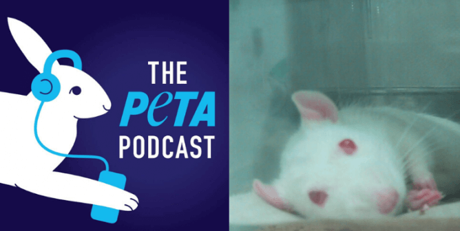 PETA podcast logo and sad white mouse in a laboratory