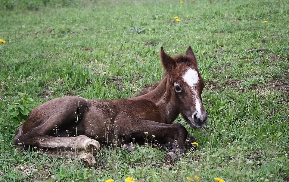 Foal Baby Horse