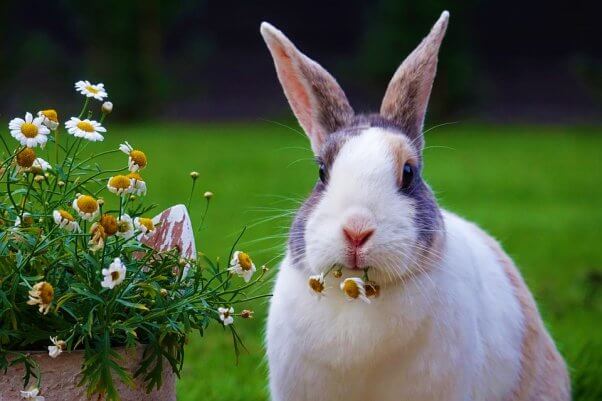 White bunny munching on white and yellow flowers