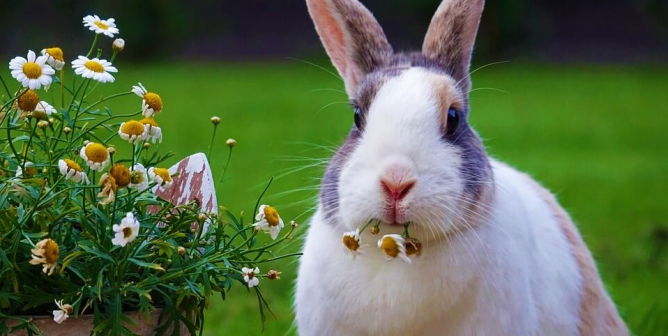 White bunny munching on white and yellow flowers