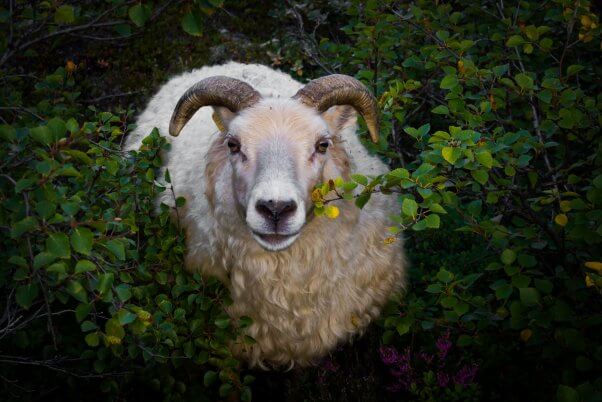 Ram with horns chews on green bush