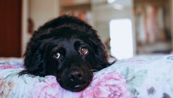 6 Ways to Help Your Dog Survive Fireworks Displays