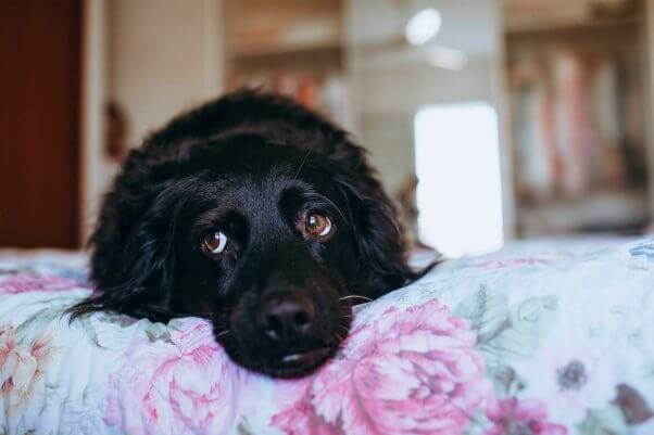 Black dog lays on floral purple and blue bed