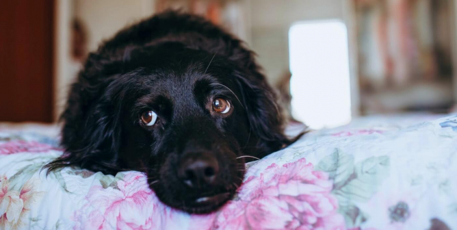 Black dog lays on floral purple and blue bed