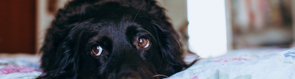 Black dog lays on floral purple and blue bed