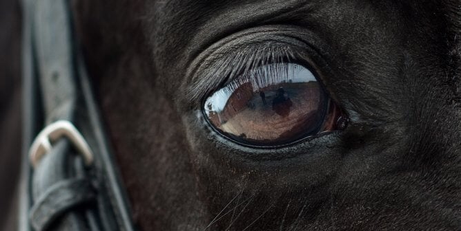 Horse Eye
