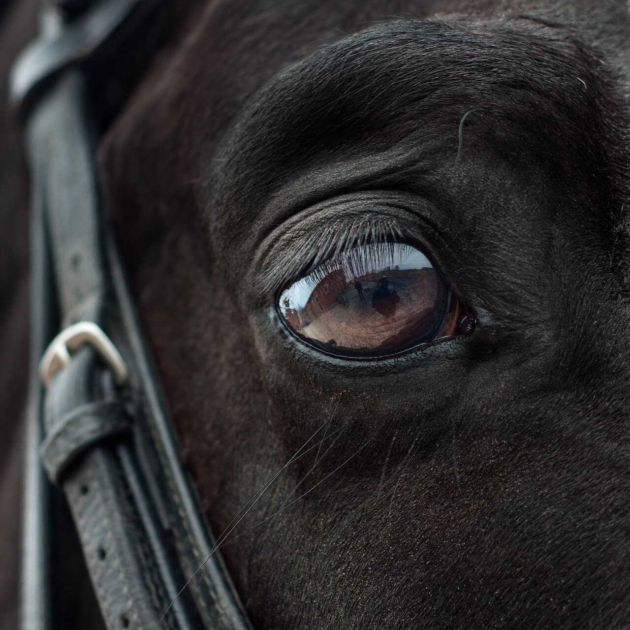 Horse Eye