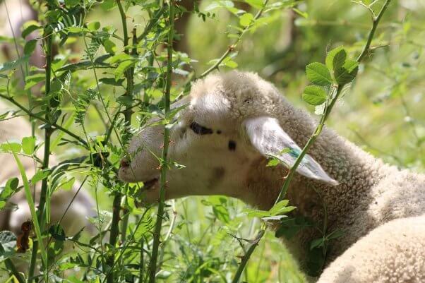 Sheep eats plants taller than she is