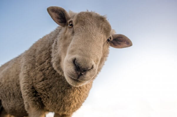 Sheep looks into camera with their rectangular eyes